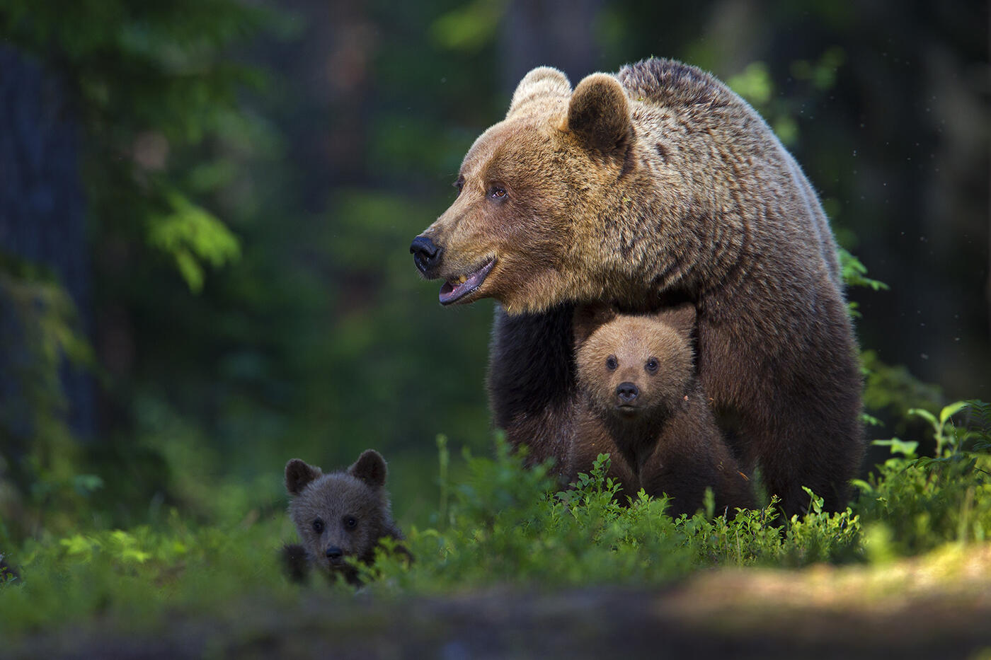 Braunbär mit Jungen, Foto: Christoph Robiller