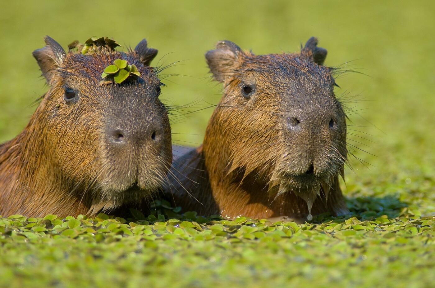 Wasserschwein, Capybara, Pantanal, Brasilien, Foto: Peter Wächtershäuser