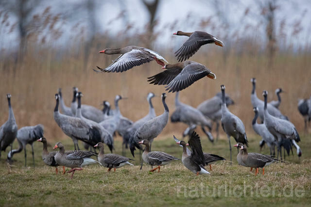 R13132 Blässgans, Greater white-fronted goose, Kranich, Common Crane - Christoph Robiller