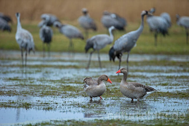 R13197 Graugans; Greylag goose, Kranich, Common Crane