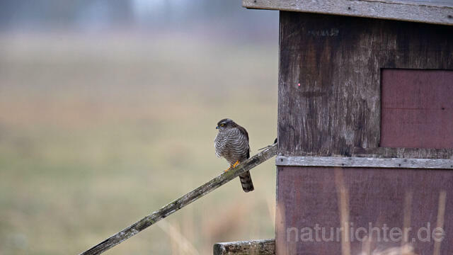 R13201 Sperber, Fotohütte, Eurasian sparrowhawk - Christoph Robiller