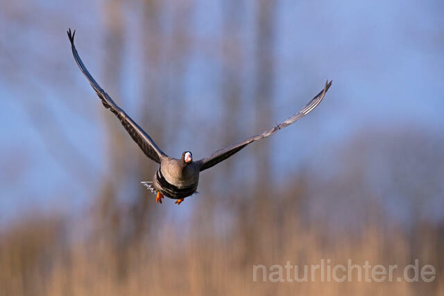 R13222 Blässgans im Flug, Greater white-fronted goose flying - Christoph Robiller
