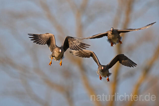 R13224 Blässgans im Flug, Greater white-fronted goose flying - Christoph Robiller
