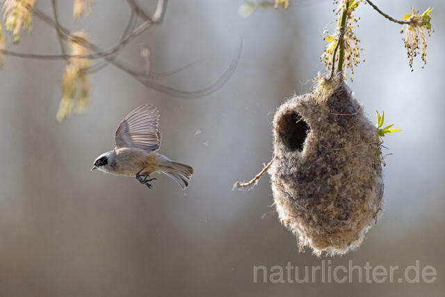 R13241 Beutelmeise am Nest fliegend, European Penduline Tit at nest flying - Christoph Robiller