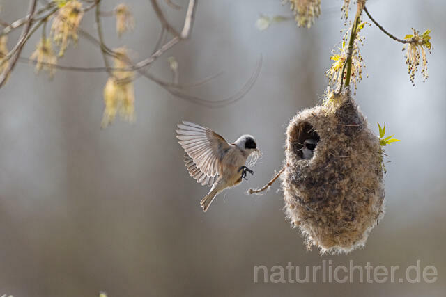 R13246 Beutelmeise am Nest fliegend, European Penduline Tit at nest flying - Christoph Robiller