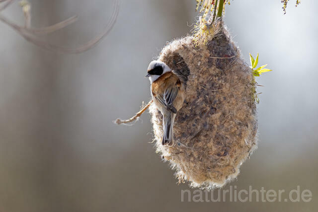 R13248 Beutelmeise am Nest, European Penduline Tit at nest