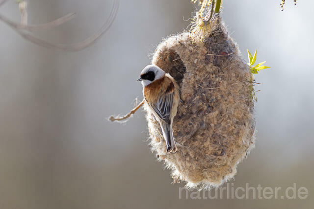 R13249 Beutelmeise am Nest, European Penduline Tit at nest