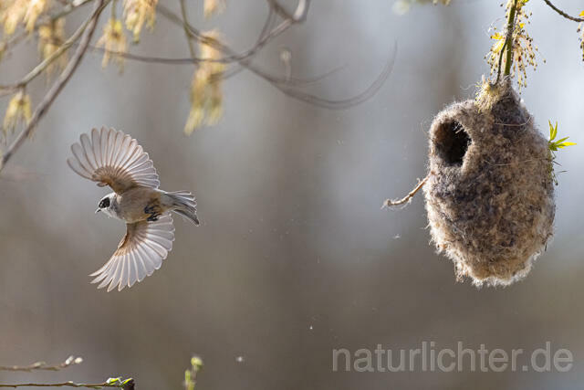 R13242 Beutelmeise am Nest fliegend, European Penduline Tit at nest flying - Christoph Robiller
