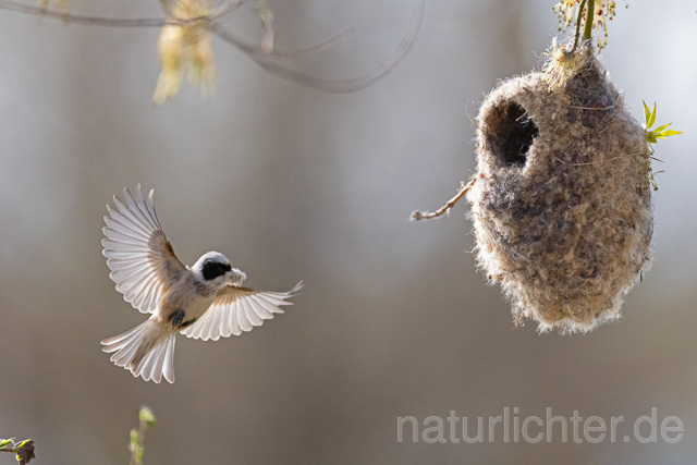 R13243 Beutelmeise am Nest fliegend, European Penduline Tit at nest flying - Christoph Robiller