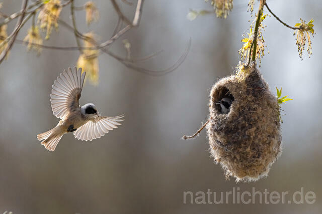R13244 Beutelmeise am Nest fliegend, European Penduline Tit at nest flying