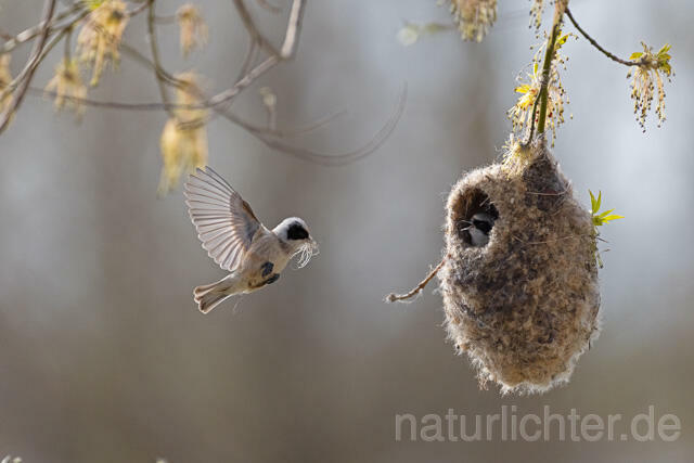 R13245 Beutelmeise am Nest fliegend, European Penduline Tit at nest flying - Christoph Robiller