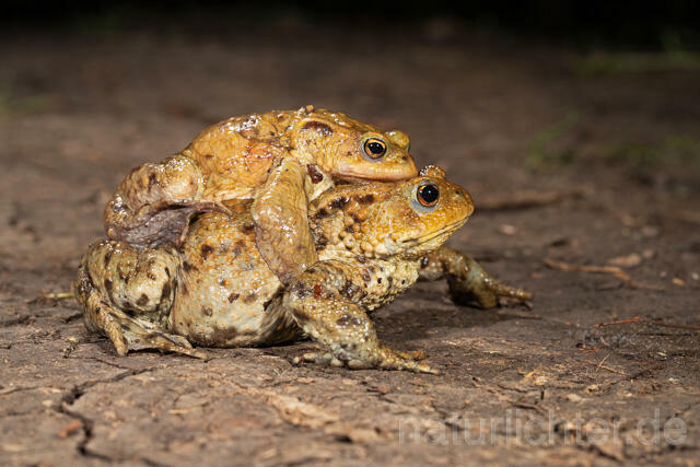 R13256 Erdkröte, Common Toad, Krötenwanderung - C.Robiller/Naturlichter.de
