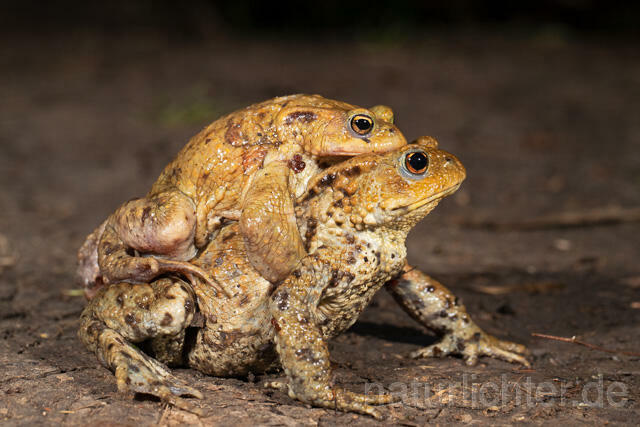 R13257 Erdkröte, Common Toad, Krötenwanderung - C.Robiller/Naturlichter.de