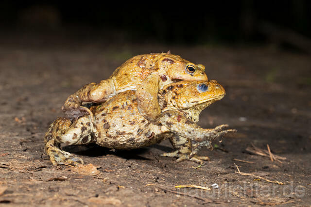 R13258 Erdkröte, Common Toad, Krötenwanderung - C.Robiller/Naturlichter.de