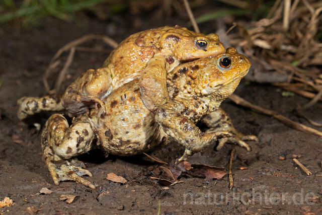 R13259 Erdkröte, Common Toad, Krötenwanderung - C.Robiller/Naturlichter.de