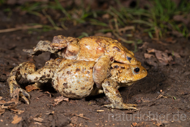 R13260 Erdkröte, Common Toad, Krötenwanderung - C.Robiller/Naturlichter.de