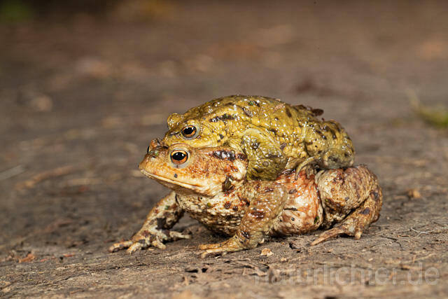 R13262 Erdkröte, Common Toad, Krötenwanderung - Christoph Robiller