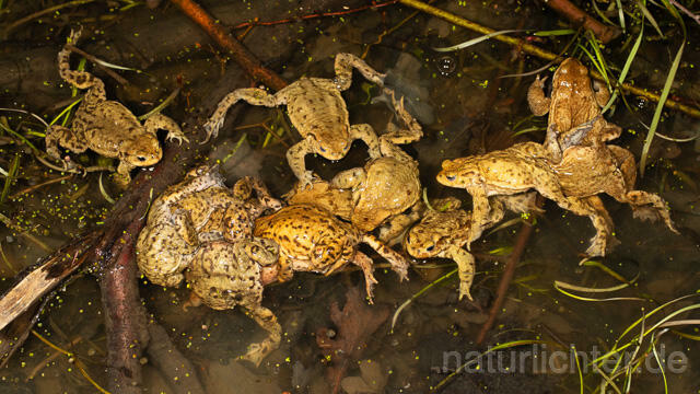 R13283 Erdkröte, Common Toad, Paarungsknäuel, Balz, Mating - C.Robiller/Naturlichter.de