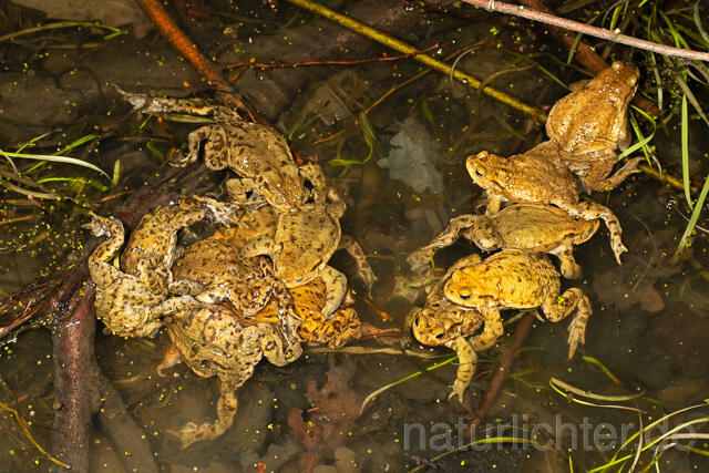R13284 Erdkröte, Common Toad, Paarungsknäuel, Balz, Mating - C.Robiller/Naturlichter.de