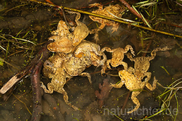 R13285 Erdkröte, Common Toad, Paarungsknäuel, Balz, Mating - C.Robiller/Naturlichter.de