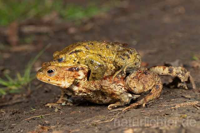 R13263 Erdkröte, Common Toad, Krötenwanderung - Christoph Robiller