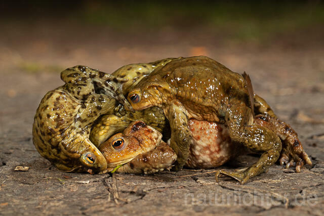 R13264 Erdkröte, Common Toad, Paarungsknäuel - C.Robiller/Naturlichter.de