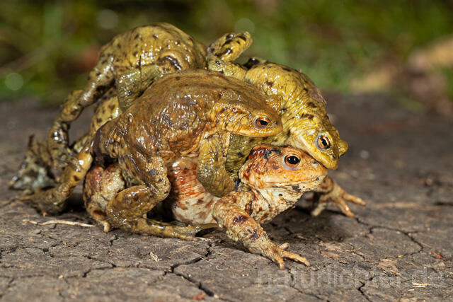 R13265 Erdkröte, Common Toad, Paarungsknäuel - C.Robiller/Naturlichter.de