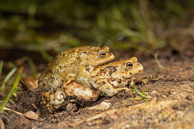R13281 Erdkröte, Common Toad, Krötenwanderung, Paarung, Mating - C.Robiller/Naturlichter.de