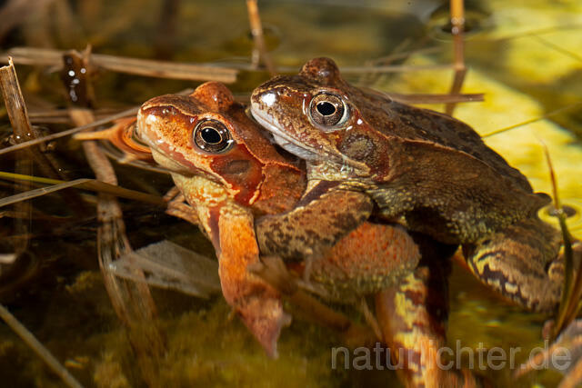 R13271 Grasfrosch, Common frog, Amplexus, Paarung, Mating - Christoph Robiller