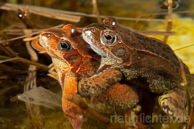 R13272 Grasfrosch, Common frog, Amplexus, Paarung, Mating - Christoph Robiller