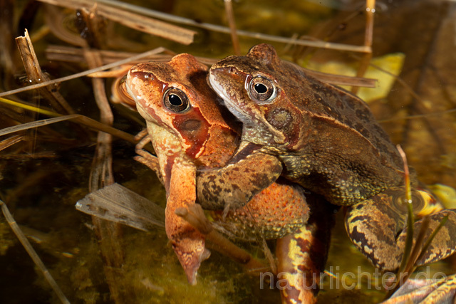 R13273 Grasfrosch, Common frog, Amplexus, Paarung, Mating - Christoph Robiller