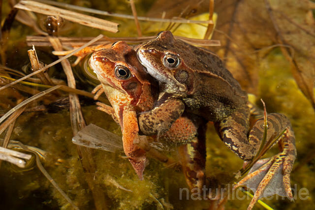 R13275 Grasfrosch, Common frog, Amplexus, Paarung, Mating - C.Robiller/Naturlichter.de