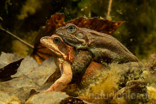 R13277 Grasfrosch, Common frog, Amplexus, Paarung, Mating - Christoph Robiller