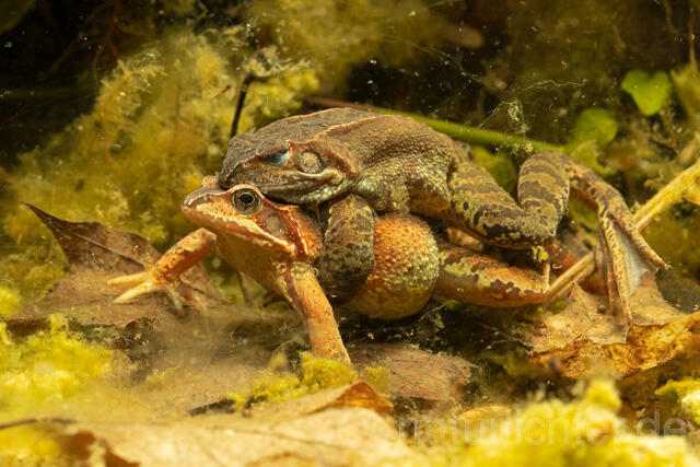 R13278 Grasfrosch, Common frog, Amplexus, Paarung, Mating - C.Robiller/Naturlichter.de