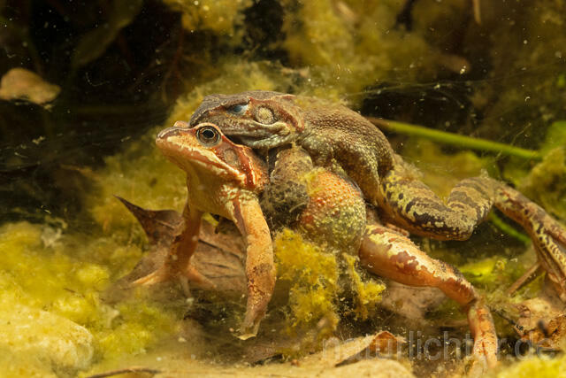 R13279 Grasfrosch, Common frog, Amplexus, Paarung, Mating - Christoph Robiller