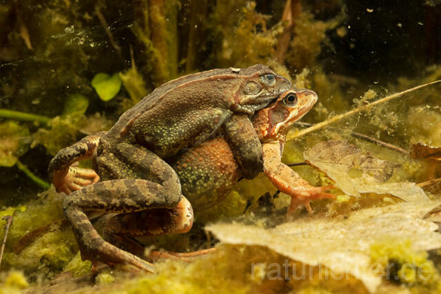 R13280 Grasfrosch, Common frog, Amplexus, Paarung, Mating - Christoph Robiller