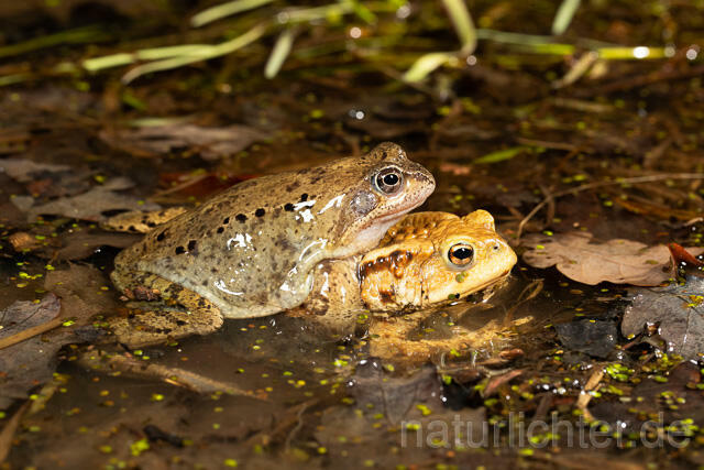R13287 Grasfrosch, Common frog, Erdkröte, Common Toad, Amplexus, Fehlpaarung, Mating - C.Robiller/Naturlichter.de