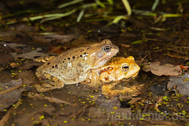 R13288 Grasfrosch, Common frog, Erdkröte, Common Toad, Amplexus, Fehlpaarung, Mating - C.Robiller/Naturlichter.de