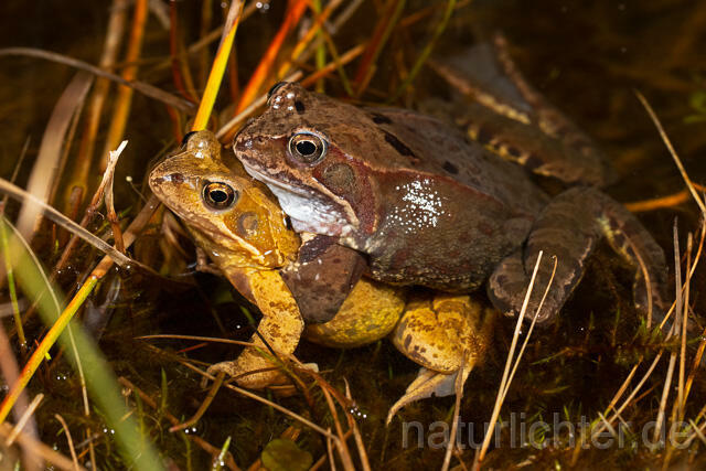 R13289 Grasfrosch, Common frog, Amplexus, Paarung, Mating - Christoph Robiller