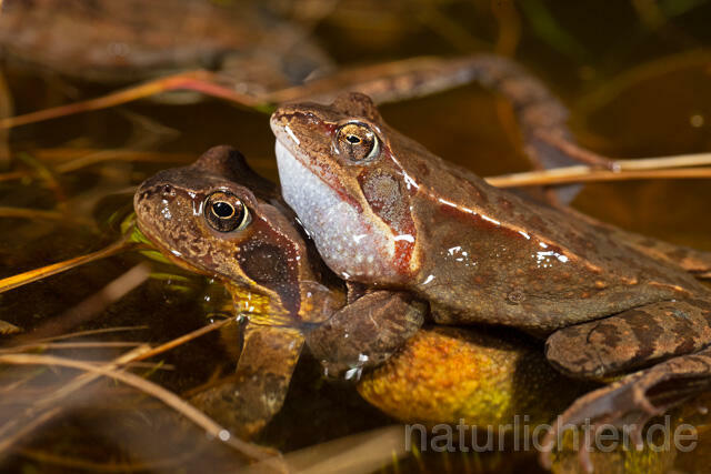 R13291 Grasfrosch, Common frog, Amplexus, Paarung, Mating - Christoph Robiller