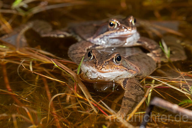 R13292 Grasfrosch, Common frog, Männchen, Balz, Mating - Christoph Robiller