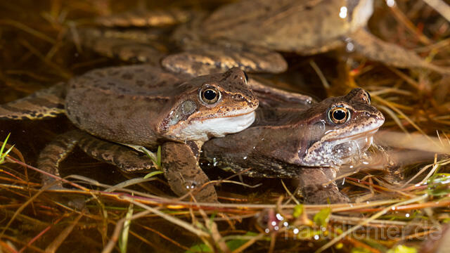 R13293 Grasfrosch, Common frog, Männchen, Balz, Mating - Christoph Robiller