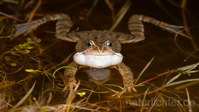 R13294 Grasfrosch, Common frog, Männchen, Balz, Schallblasen, Mating - Christoph Robiller