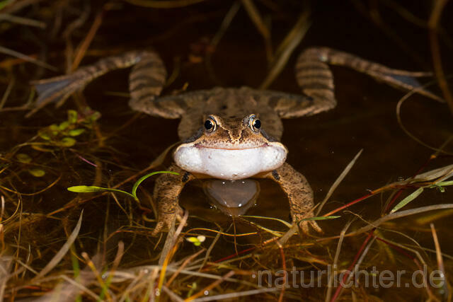 R13295 Grasfrosch, Common frog, Männchen, Balz, Schallblasen, Mating - Christoph Robiller