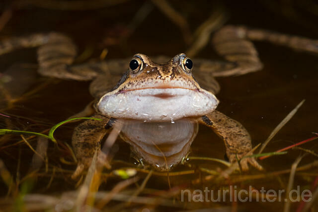 R13296 Grasfrosch, Common frog, Männchen, Balz, Schallblasen, Mating - C.Robiller/Naturlichter.de