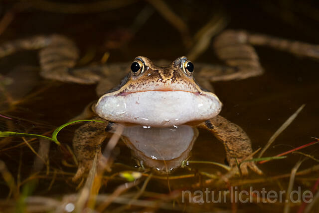 R13298 Grasfrosch, Common frog, Männchen, Balz, Schallblasen, Mating - Christoph Robiller