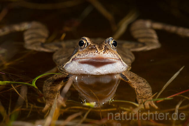 R13299 Grasfrosch, Common frog, Männchen, Balz, Schallblasen, Mating - C.Robiller/Naturlichter.de
