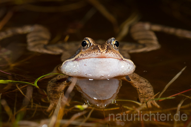 R13300 Grasfrosch, Common frog, Männchen, Balz, Schallblasen, Mating - Christoph Robiller