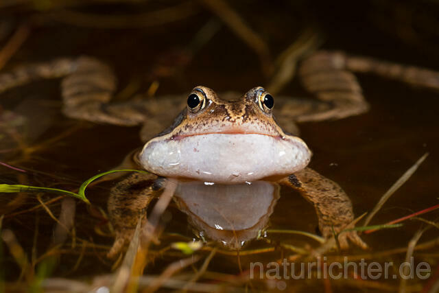 R13300 Grasfrosch, Common frog, Männchen, Balz, Schallblasen, Mating - C.Robiller/Naturlichter.de