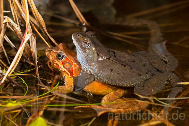 R13301 Grasfrosch, Common frog, Amplexus, Paarung, Mating - Christoph Robiller